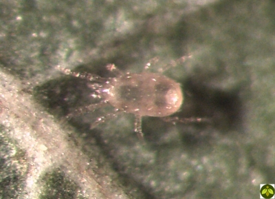 Amblyseius cucumeris sachets